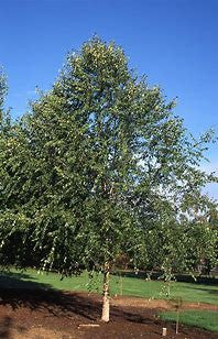 River birch tree with multi-stem trunk and broad green canopy in an outdoor setting