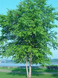 River birch tree with multi-stem trunk, slender light bark, and dense green canopy