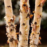River birch bark close-up with peeling tan and brown layers