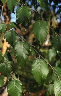 River birch leaves on leafy branches with textured green foliage