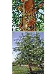 River birch bark texture and small multi-stem tree shown in a split layout