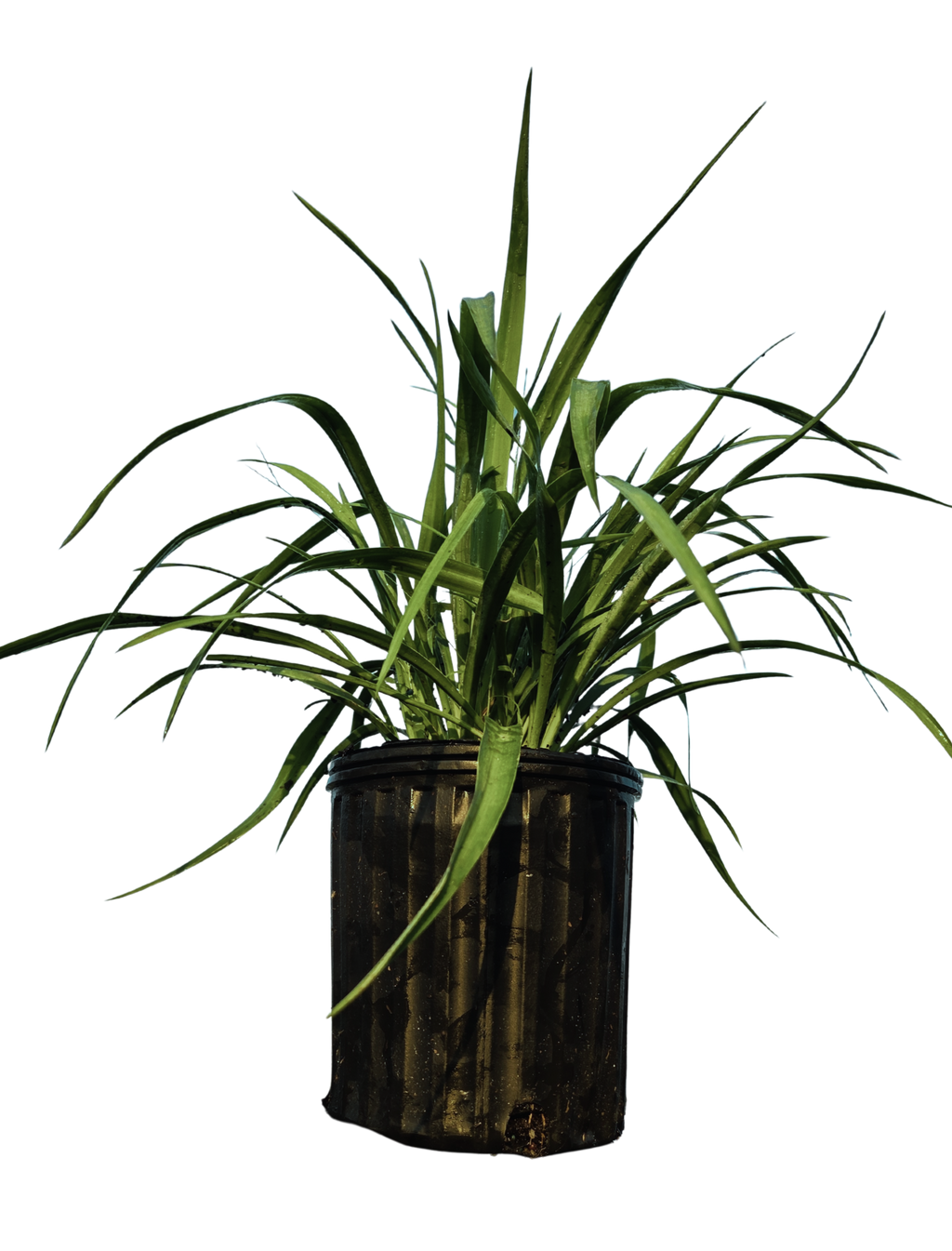 Yucca pendula plant in black pot with long arching green leaves