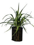 Yucca pendula plant in black pot with long arching green leaves