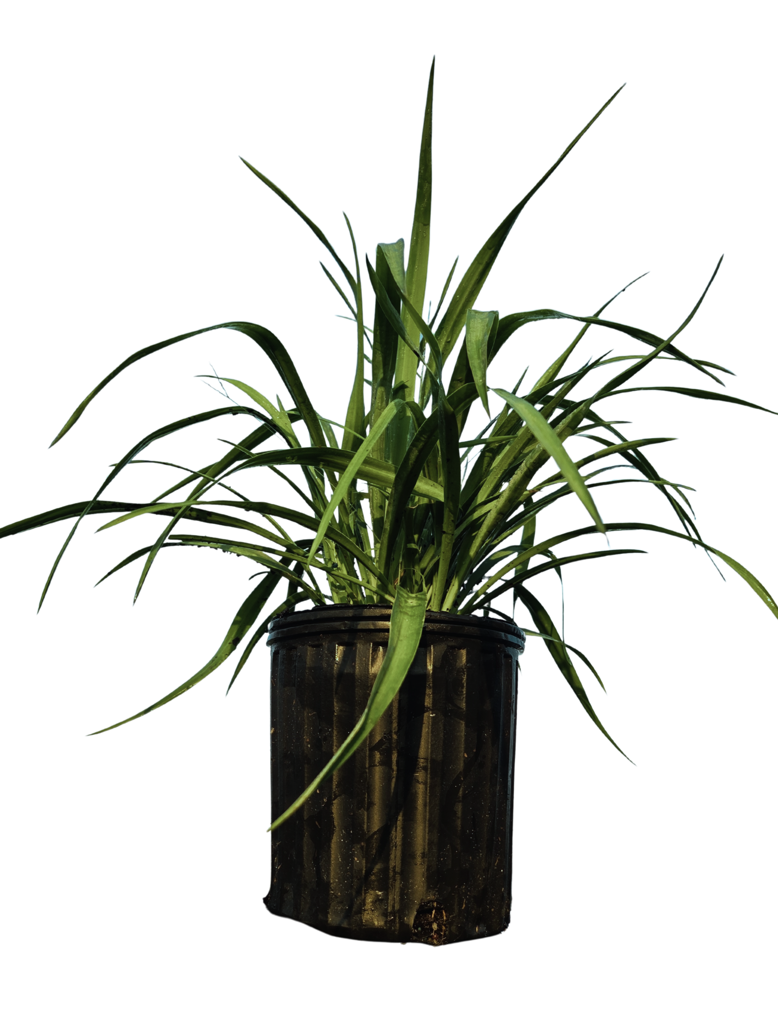 Yucca pendula plant in black pot with long arching green leaves