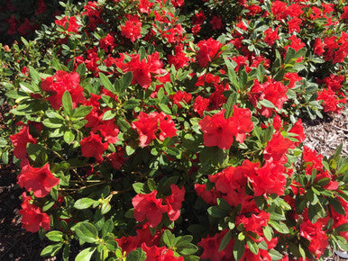 Autumn Embers® Encore® azalea plant with clusters of red flowers and green leaves