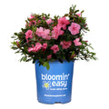 Ever After™ Pink Reblooming Azalea