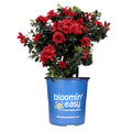 Ever After™ Ruby Reblooming Azalea