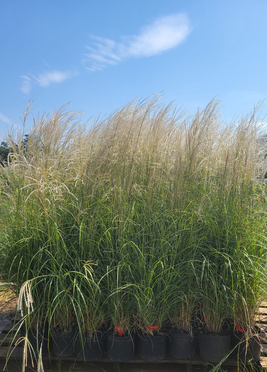 Miscanthus grass clumps with pale tan plumes and green blades in containers