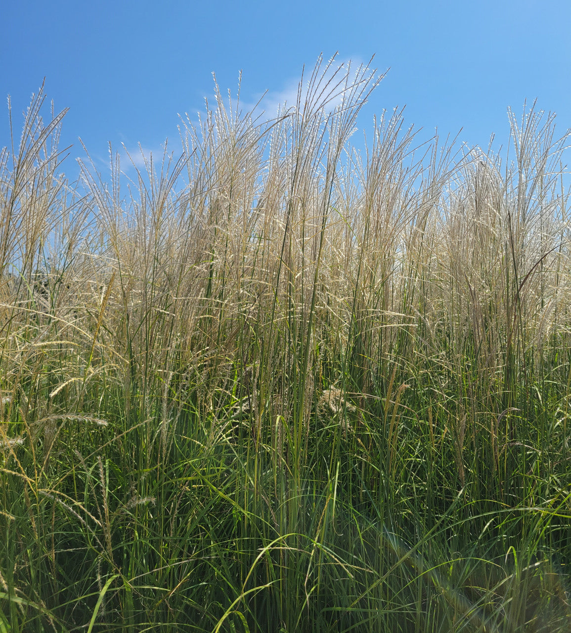 Tall Miscanthus grass with pale tan plumes and green leaves