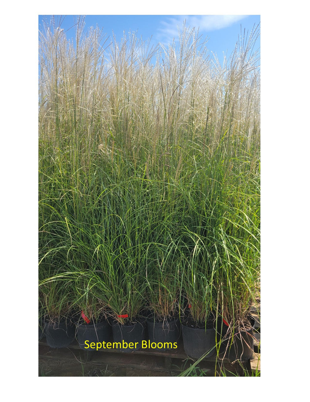 Miscanthus grass with pale tan plumes and green blades in a bed