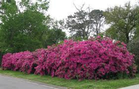Pink azalea shrub with dense clusters of flowers