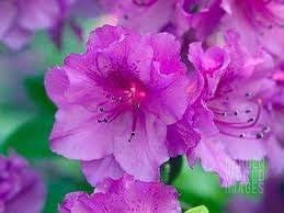 Azalea blossoms with vivid pink petals and dark centers