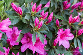 Azalea plant with pink flowers, green leaves, and rose buds