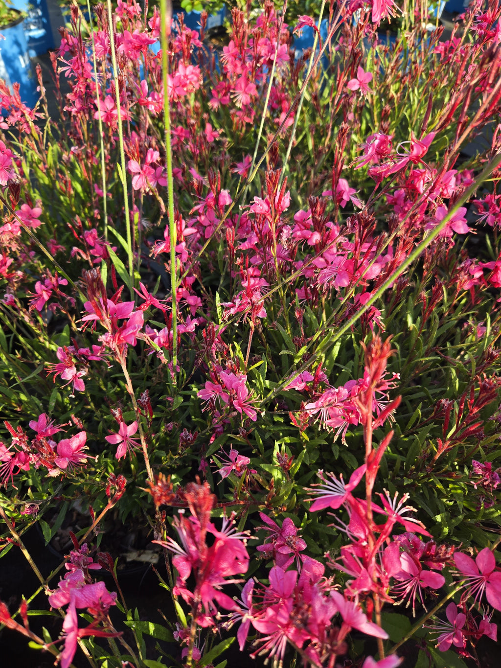 Dense gaura plant with bright pink flowers and green foliage
