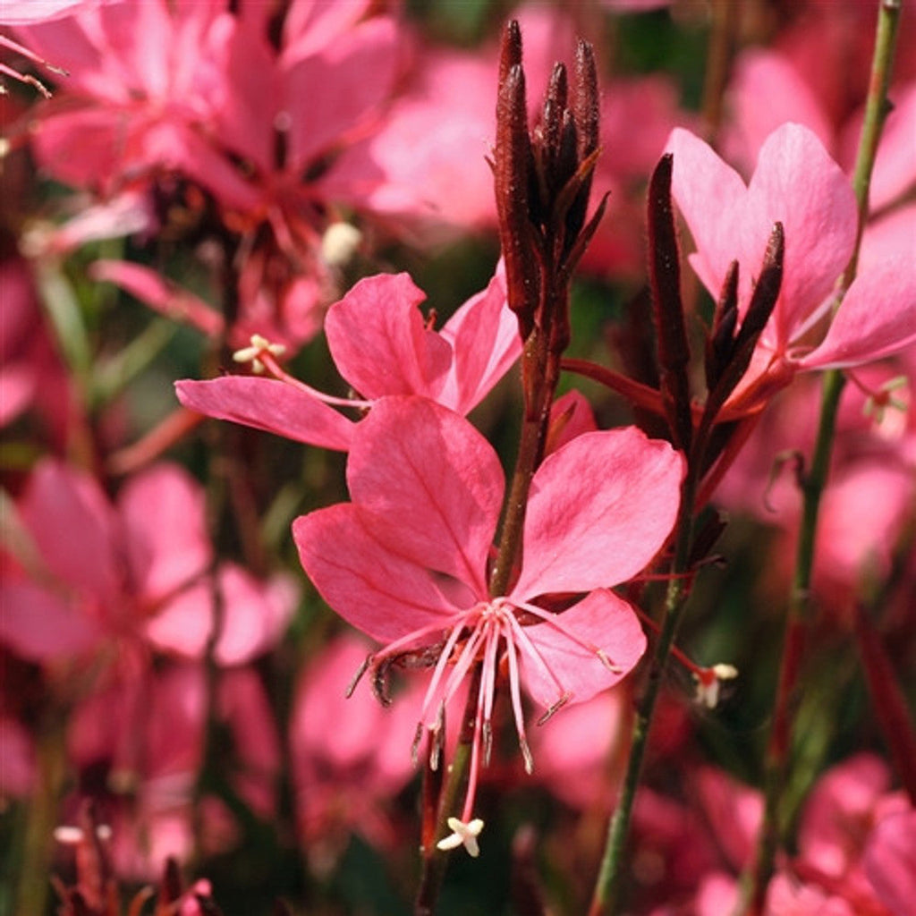 Dark pink gaura blossoms with thin stems and narrow buds