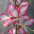 Flowering plant with pink and white striped blossoms and long green stems