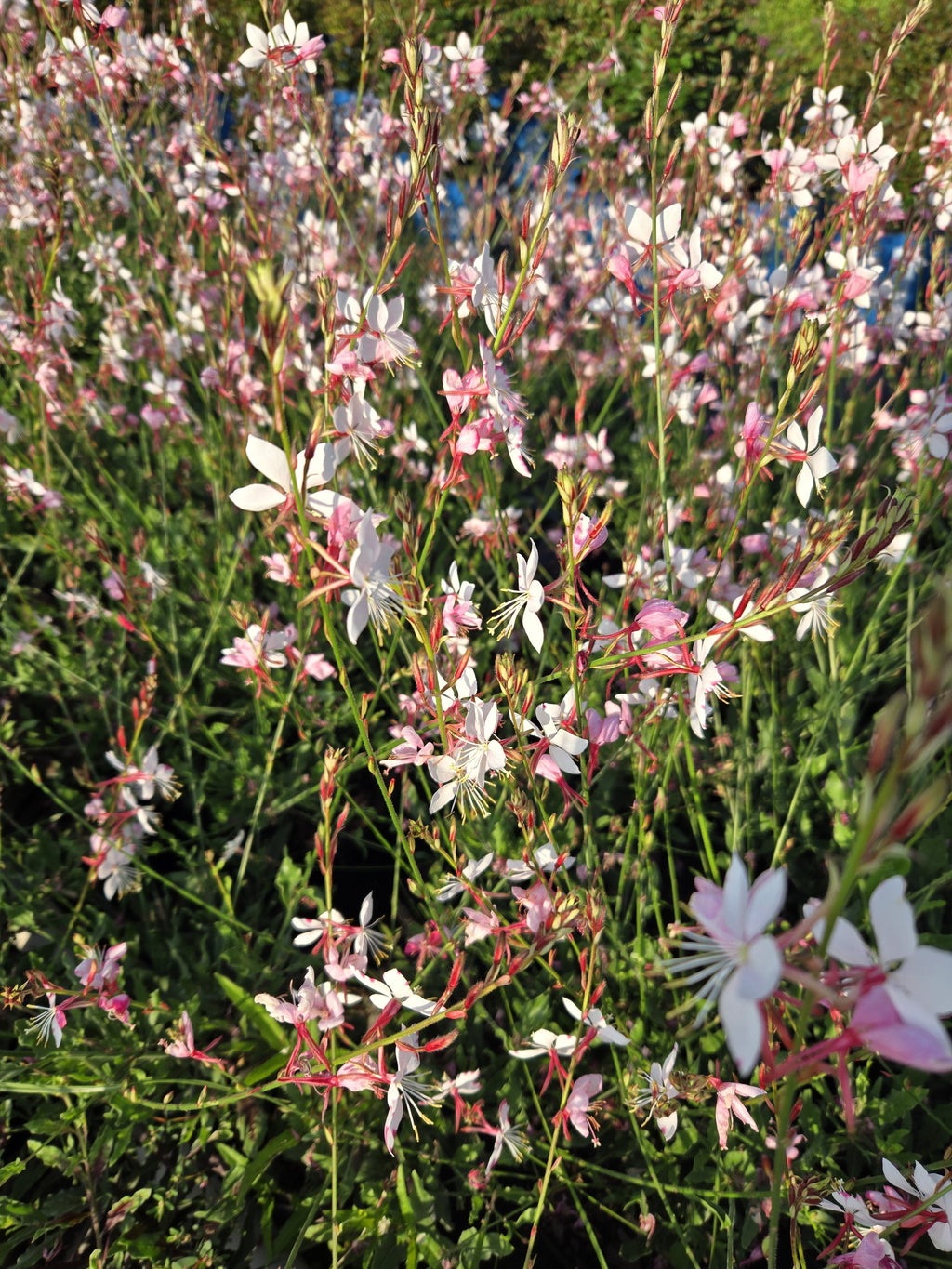 Flowering plant with pink and white blooms among green leaves
