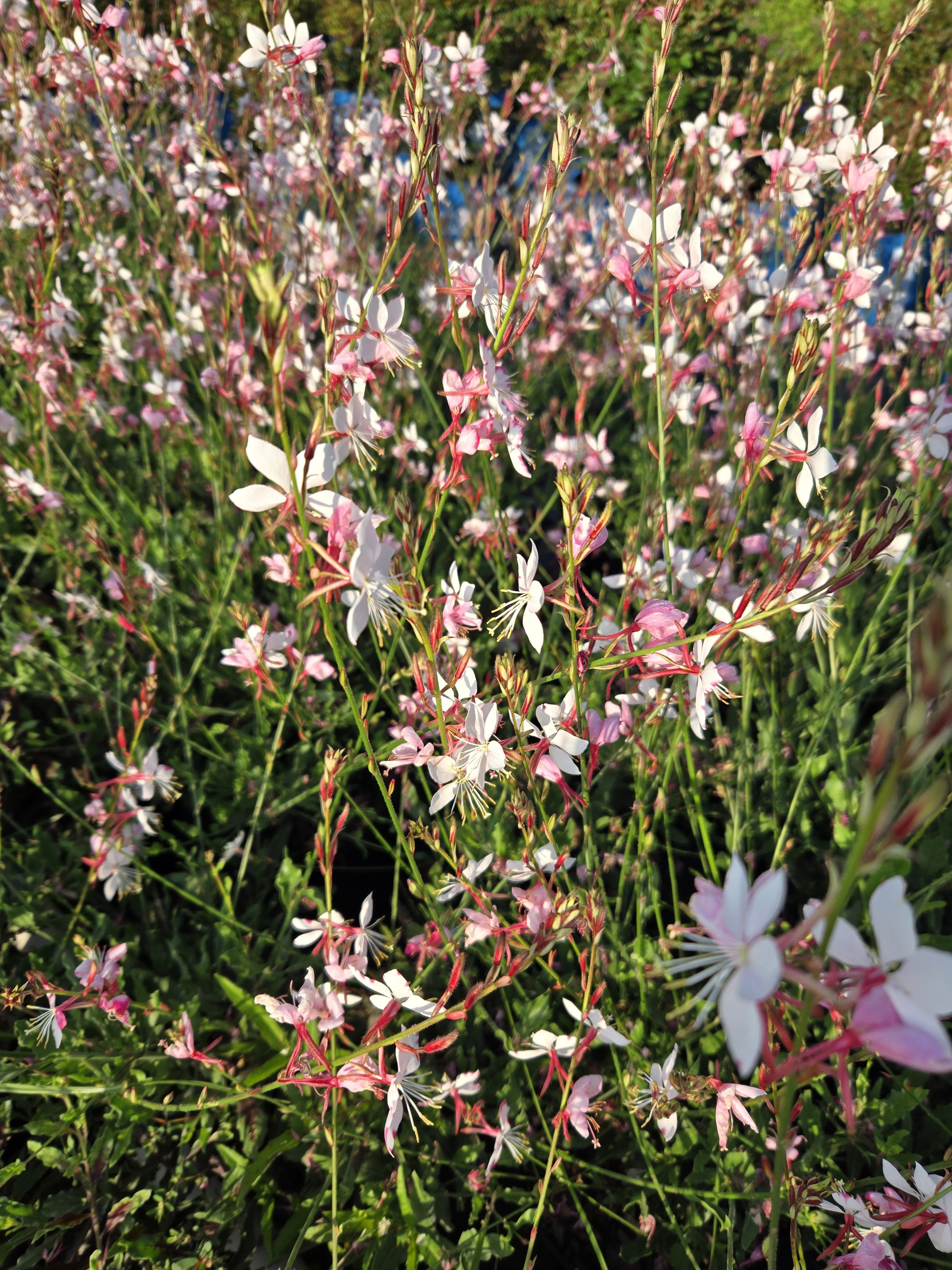 Flowering plant with pink and white blooms among green leaves