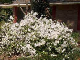 White-flowering azalea shrub with dense branches and small clustered blooms