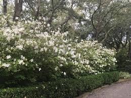 White-flowering azalea shrub with dense clusters of small blossoms