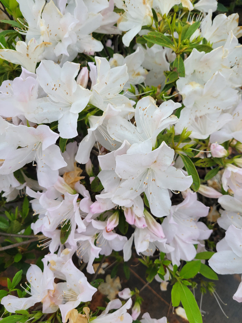 Cluster of white azalea flowers with five petals and light yellow center dots