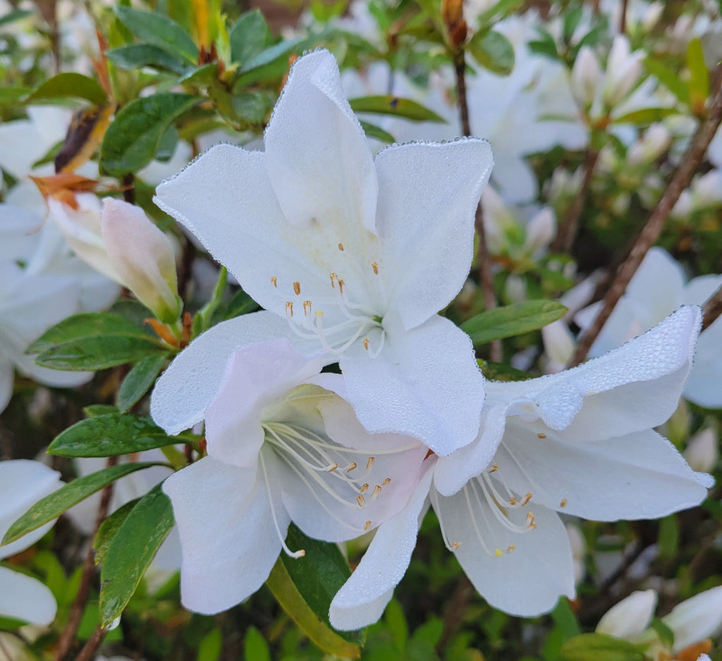 White azalea blooms with five rounded petals and pale yellow stamen centers