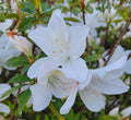 White azalea blooms with five rounded petals and pale yellow stamen centers