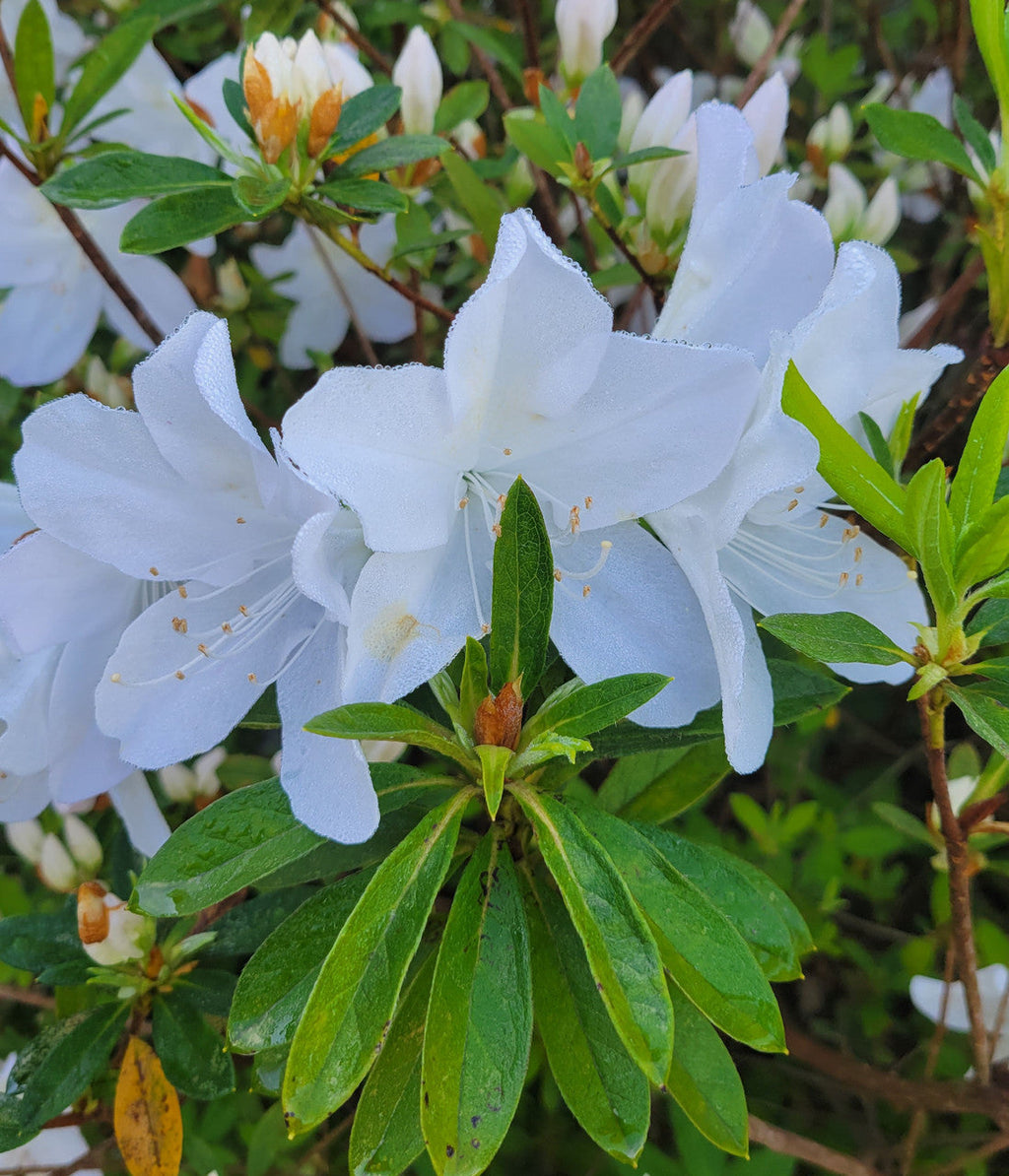 White azalea flower cluster with broad green leaves and pale yellow stamen centers