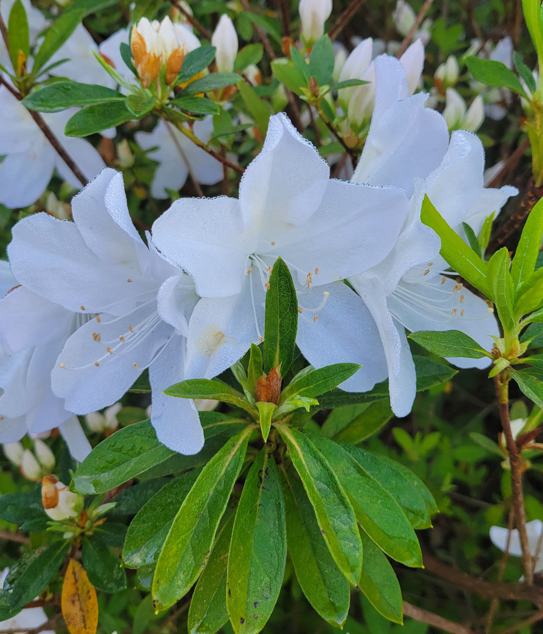 White azalea flower cluster with broad green leaves and pale yellow stamen centers