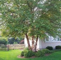 River birch tree with slender trunk, leafy green canopy, and landscaped shrubs