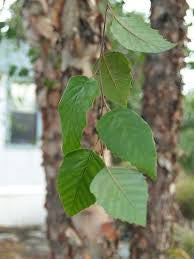 River birch leaves on branch with green foliage and tree trunk behind