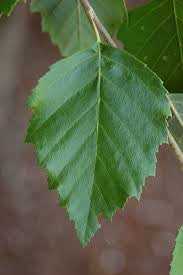River birch leaf cluster on twig with green leaves