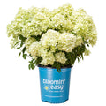 Hardy hydrangea plant in blue pot, pale green flower clusters and leaves