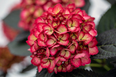 Eclipse ® Bigleaf Hydrangea