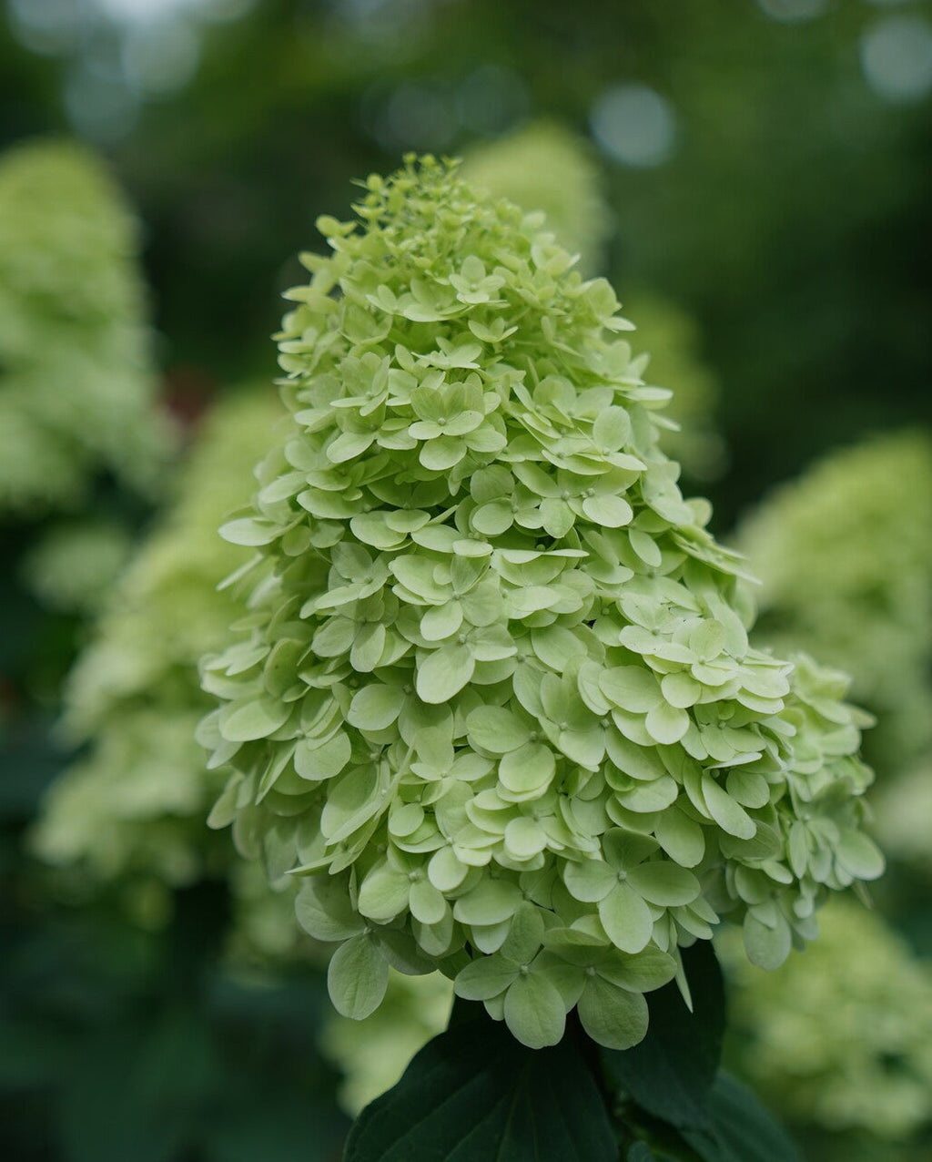 Hydrangea tree pale green panicle flower cluster with layered petals