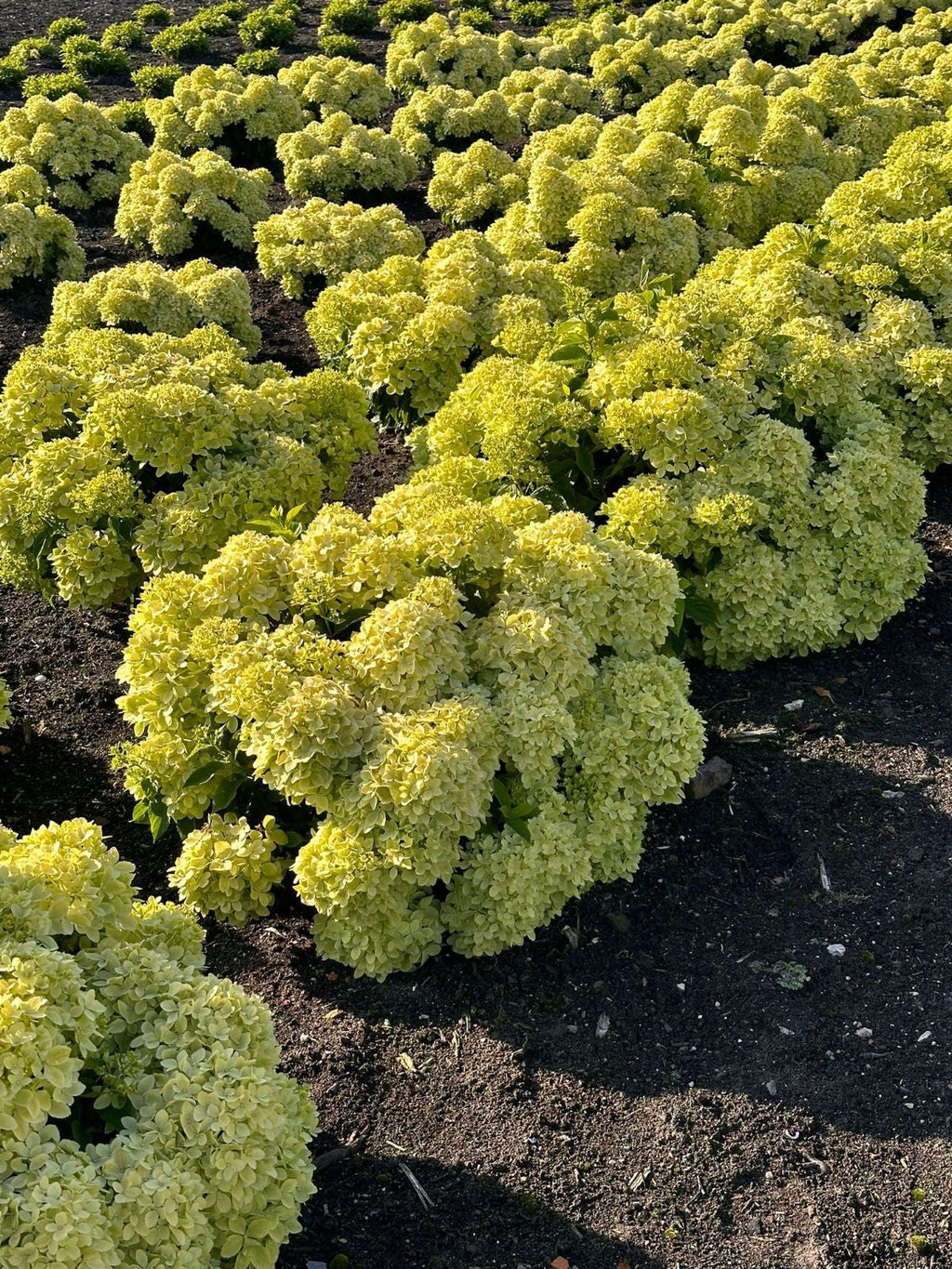 Hardy hydrangea plant bed with pale green rounded bloom clusters