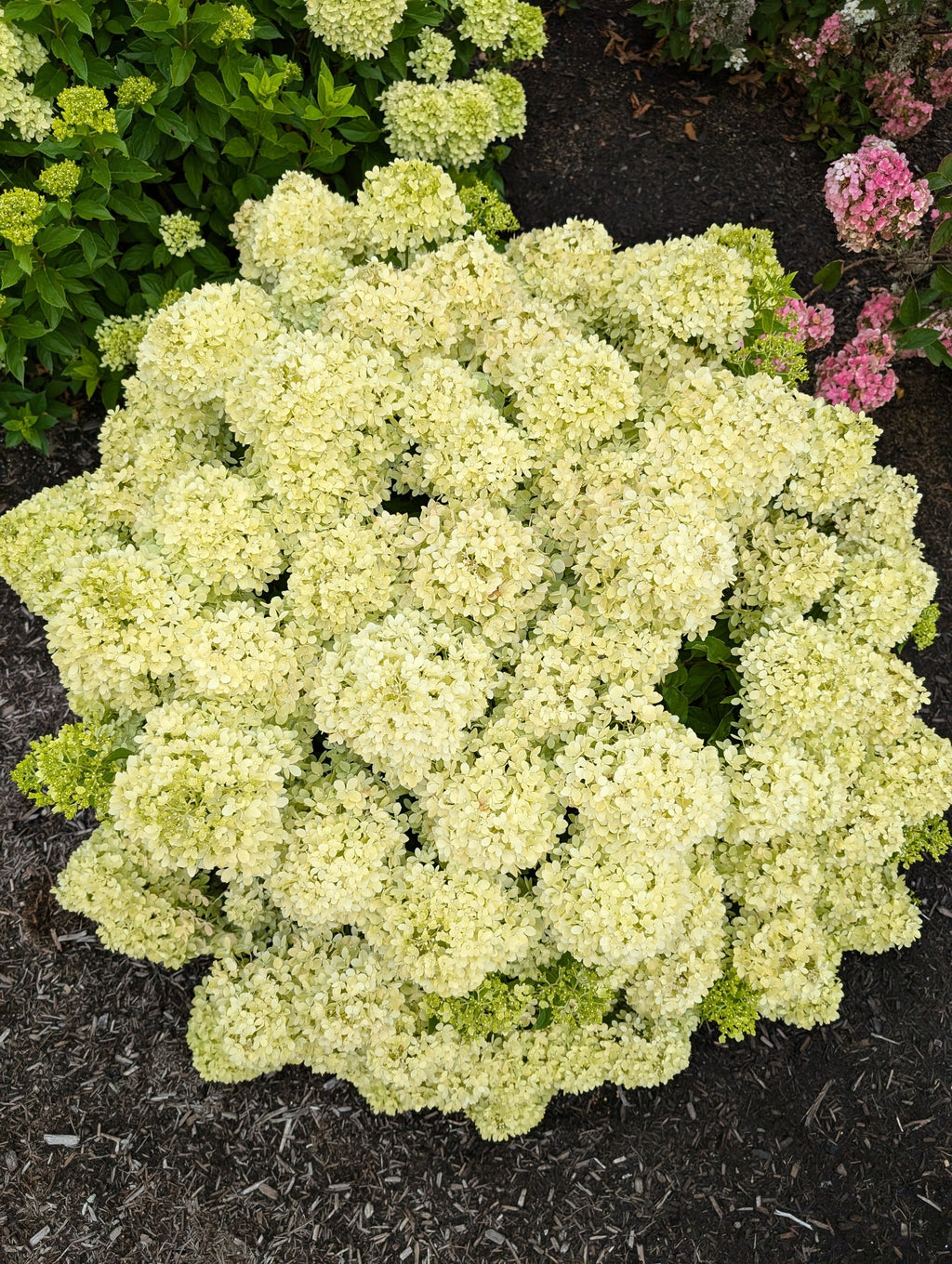 Hardy hydrangea plant, creamy light-green mophead blooms