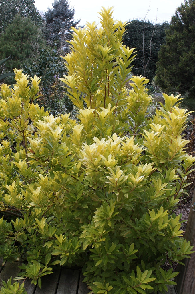 Illicium 'Florida Sunshine' shrub with golden-yellow and green leaf clusters