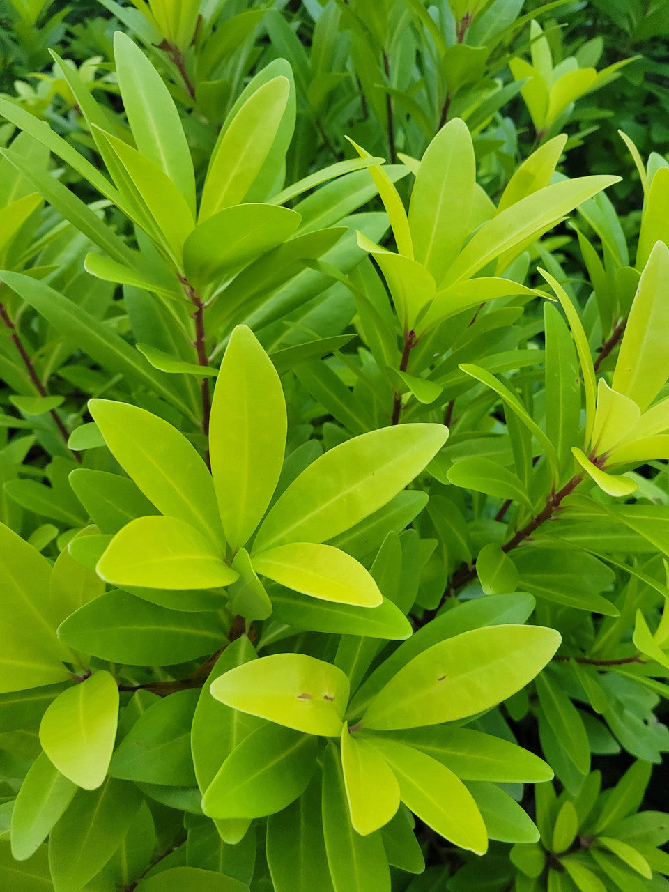 Illicium 'Florida Sunshine' shrub with dense bright green leaves and new growth tips