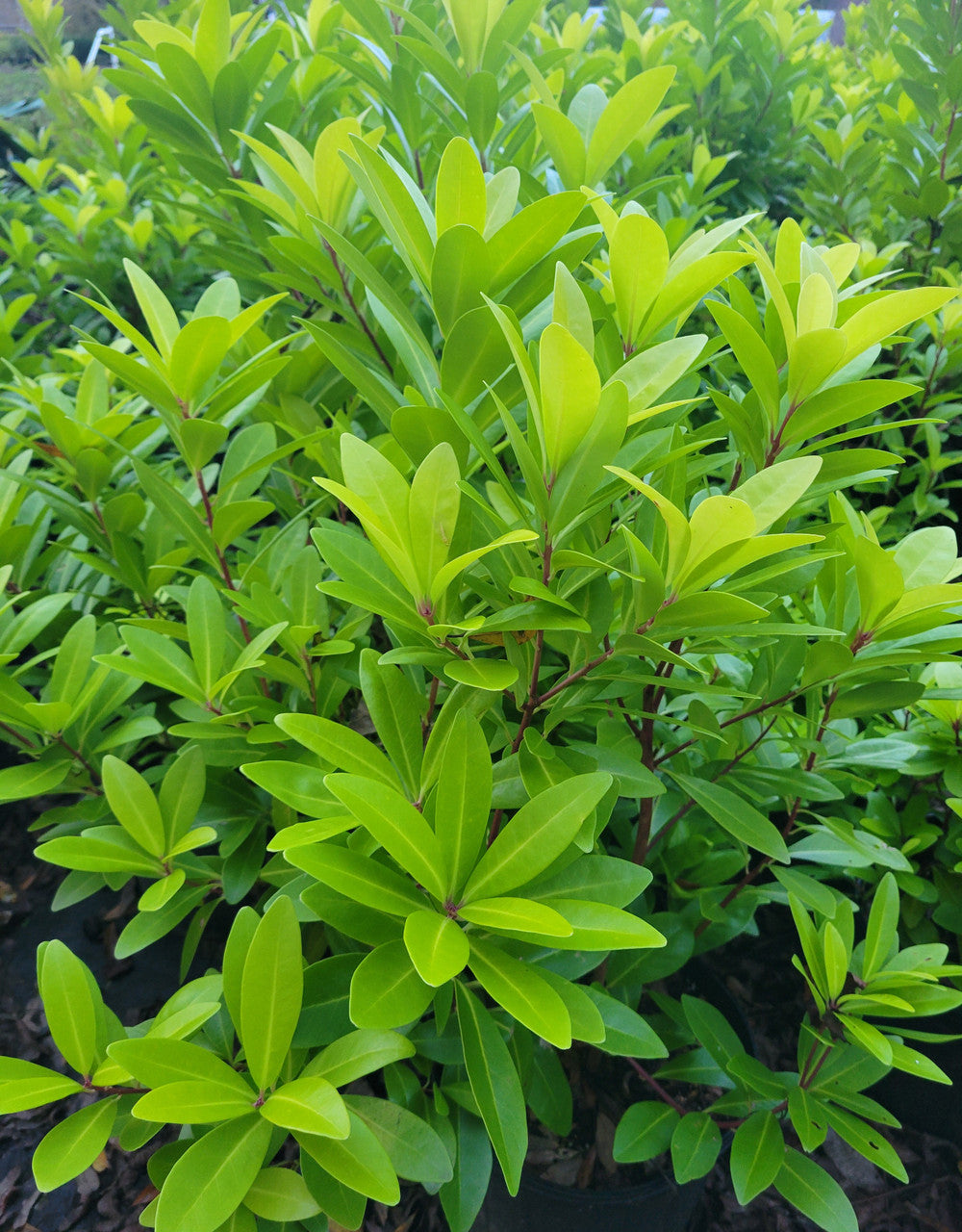 Illicium 'Florida Sunshine' shrub in a pot with dense vivid green leaves