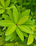 Illicium 'Florida Sunshine' plant with bright green, star-shaped leaf clusters