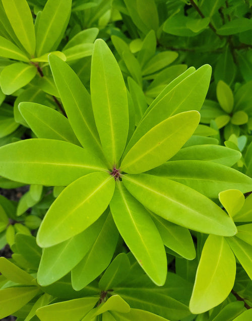 Illicium 'Florida Sunshine' plant with bright green, star-shaped leaf clusters