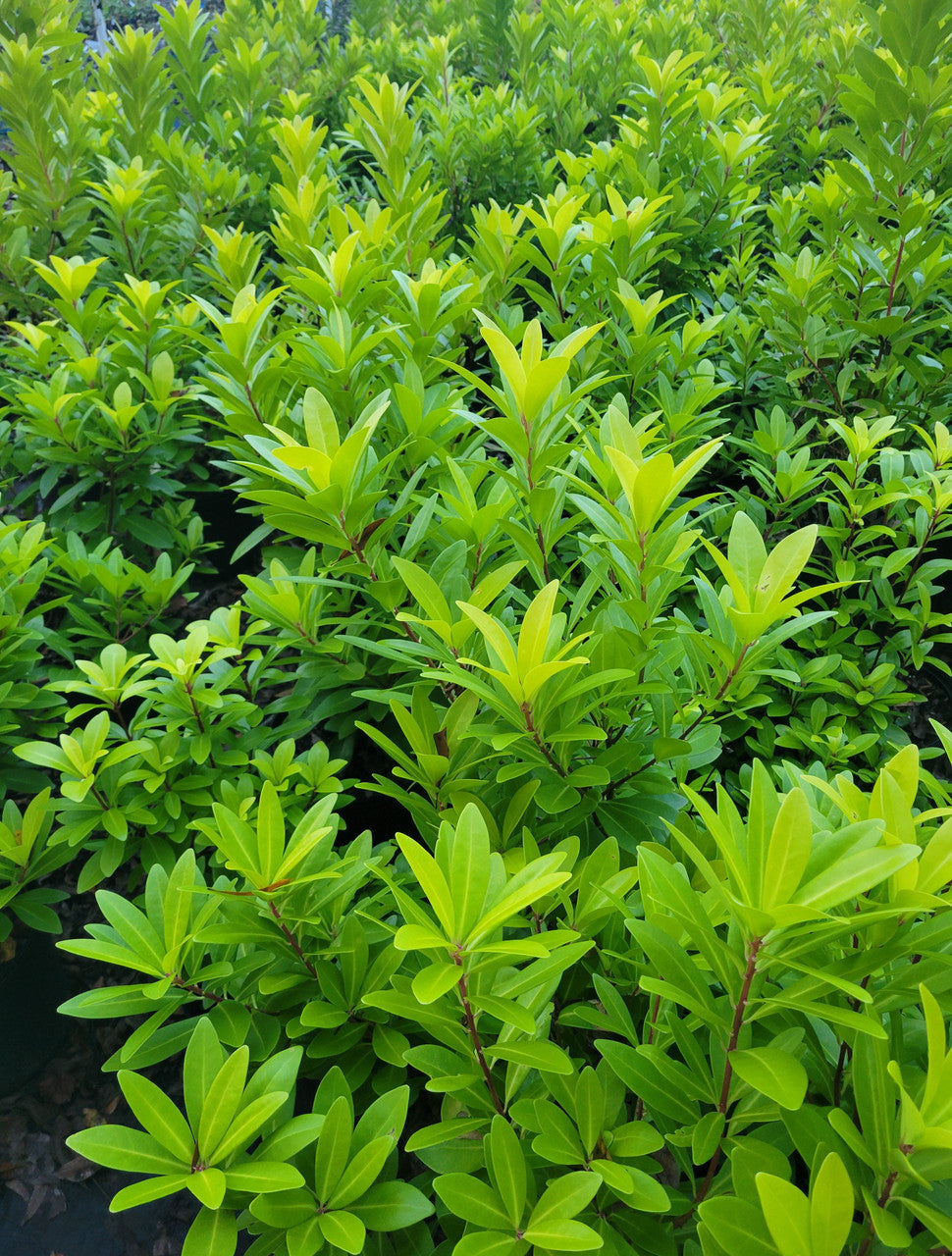 Rows of Illicium 'Florida Sunshine' shrubs with thick bright green foliage