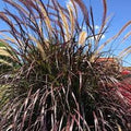 Purple Fountain Grass - Pennisetum setaceum 'Rubrum'
