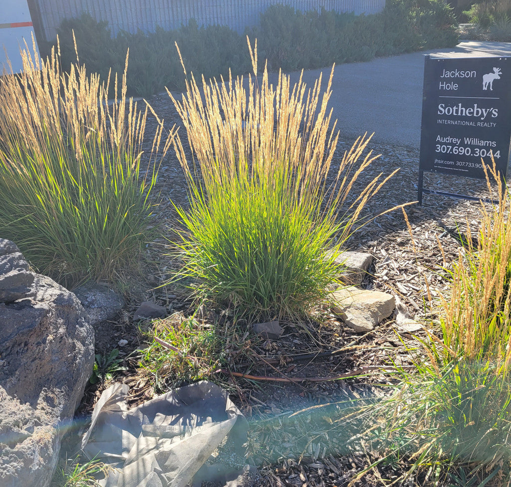 Feather reed grass clumps with upright tan plumes and bright green leaves
