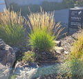 Feather reed grass clumps with upright tan plumes and bright green leaves