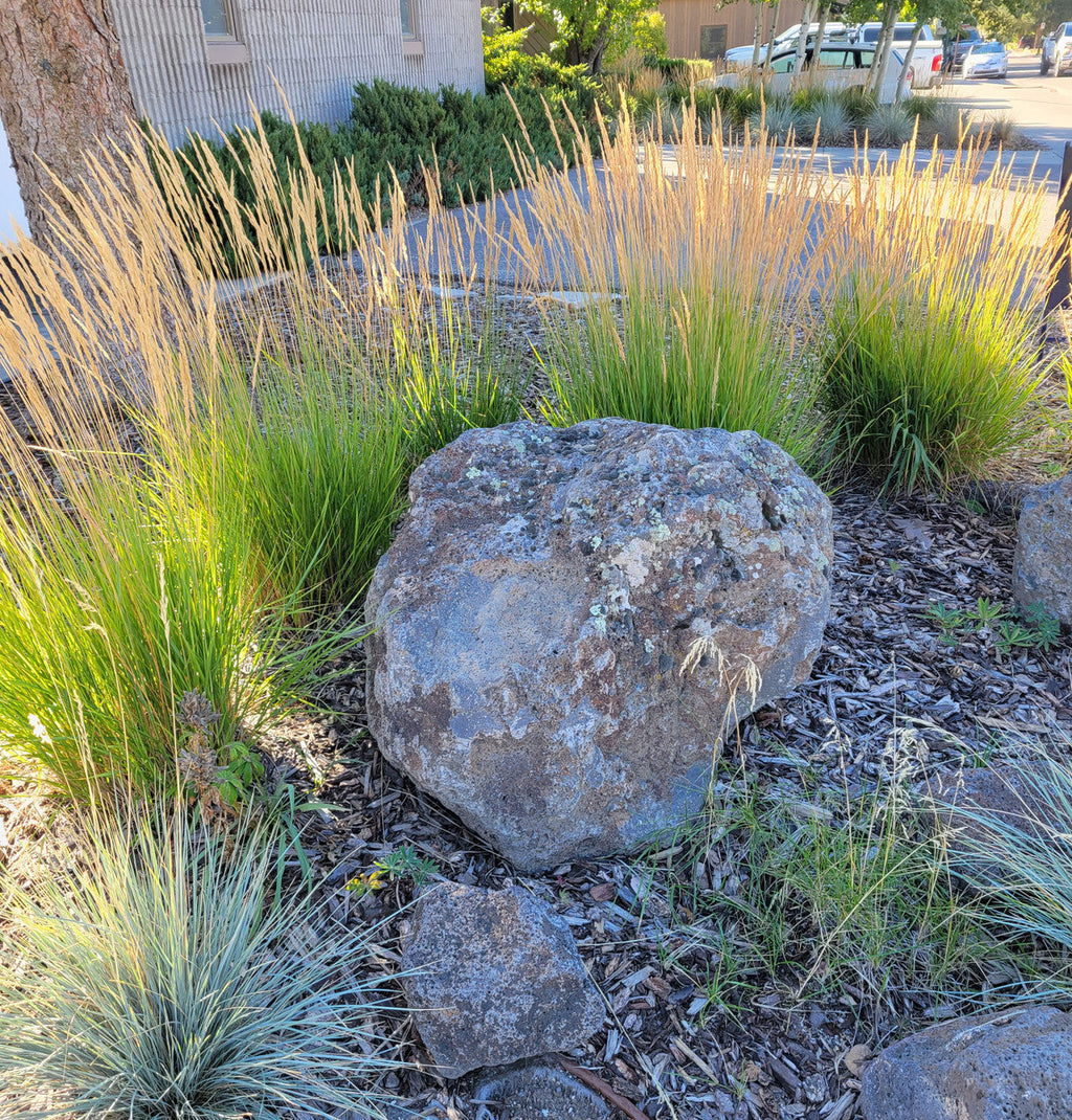 Feather reed grass clumps with tan plumes and narrow green blades near rocks