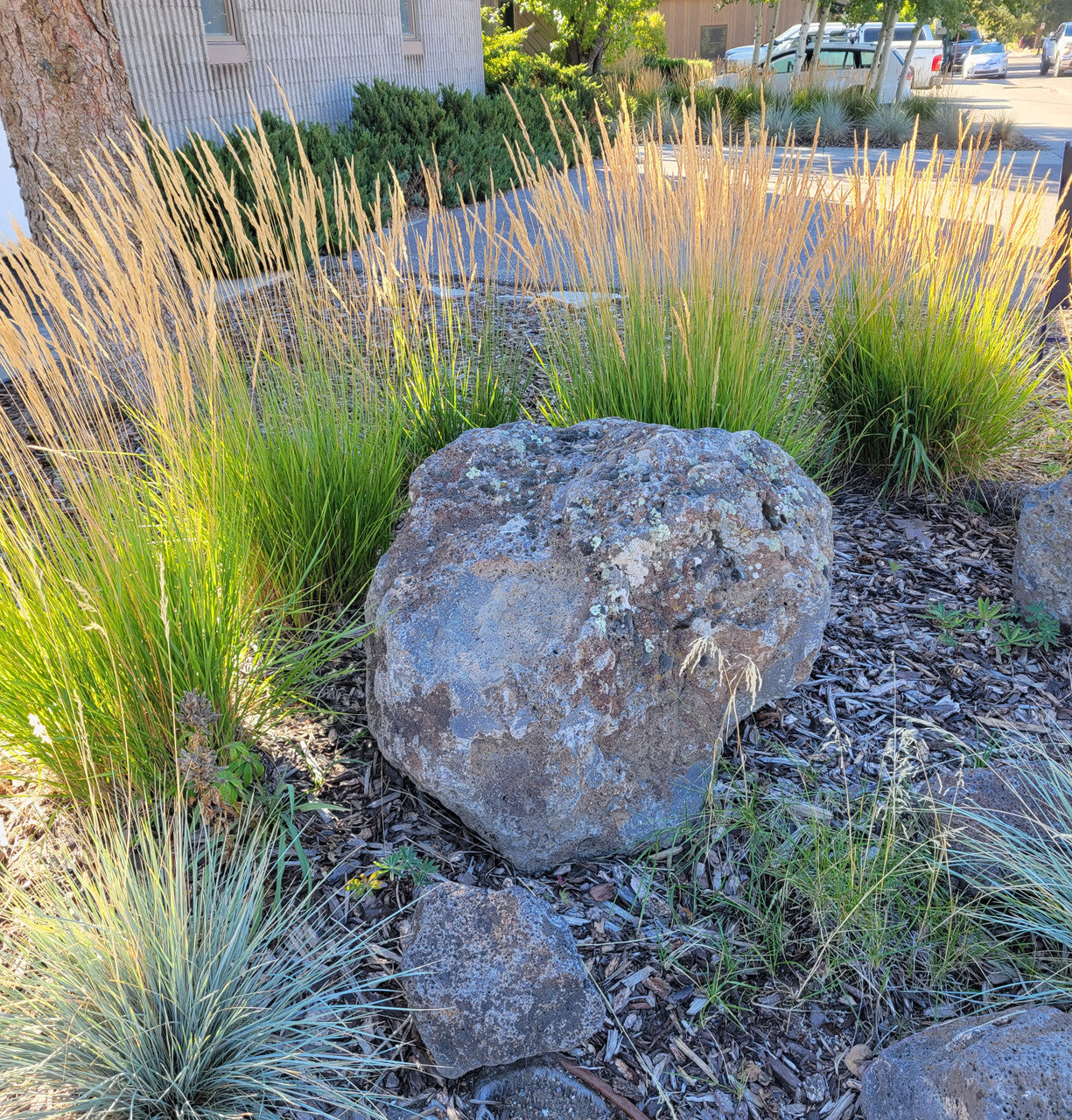 Feather reed grass clumps with tan plumes and narrow green blades near rocks
