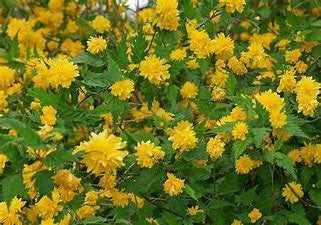 Japanese kerria shrub with masses of yellow double flowers