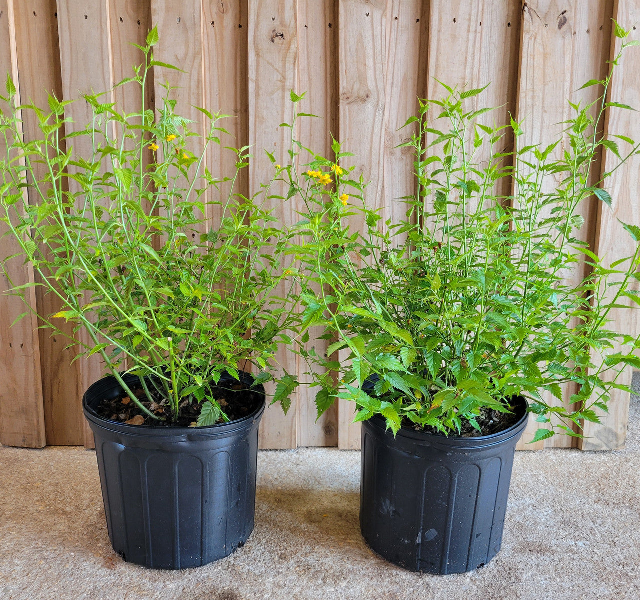 Two potted Japanese kerria plants with green foliage and budding stems
